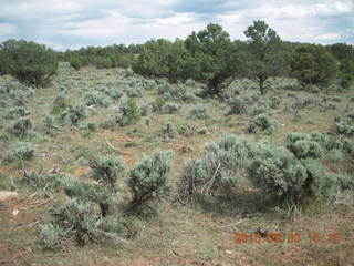 307 8zw. Calamity Mine camp site - cactus