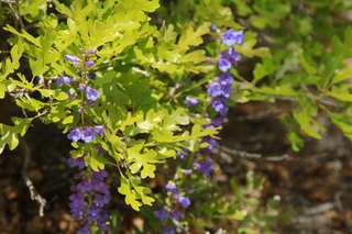 513 8zw. Calamity Mine drive - flowers