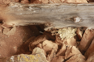 547 8zw. Calamity Mine camp site