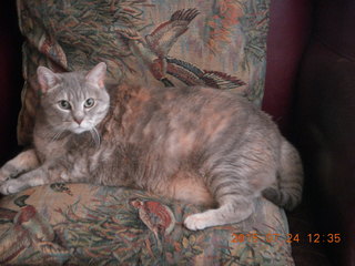 cat Silvia on the chair