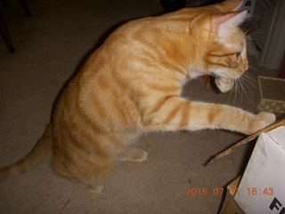 403 91x. my cat Max