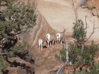 10 971. Zion - sheep