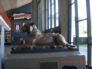 Princeton Alumni Day - tiger in Jadwin GYm