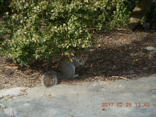 Princeton Alumni Day - squirrel