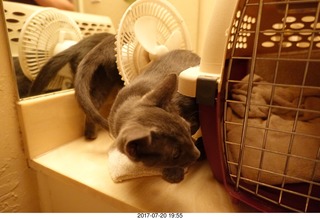 my cat Max hissing at my new cats