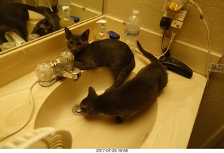 my cats Devin and Jane