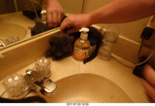 my cats Devin and Jane - mirror