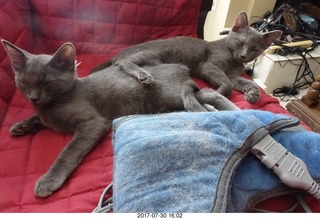 my kittens Devin and Jane