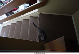my still-carpeted stairs and my kittens
