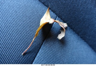 Cheltenham Cross Country CHS-XC - Curtis Arboretum - Adam running