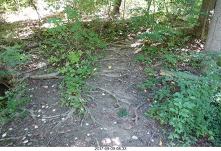 Cheltenham Cross Country CHS-XC - Curtis Arboretum - trail