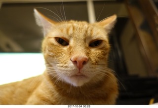 583 9u4. my cat Max