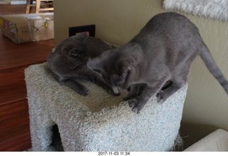 my cats Devin and Jane