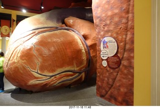 Philadelphia - The Franklin Institute - the Heart exhibit