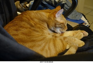 605 9w5. my cat Max