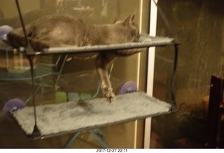cats in cat window