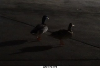 night ducks