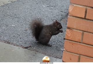 Princeton Alumni Day - black squirrel