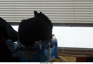Birds and Hirota get-together