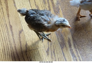642 a00. Betsy's chick