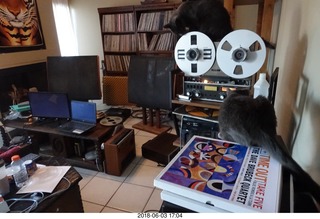 my cats Devin and Jane and their first experience with reel-to-reel tape
