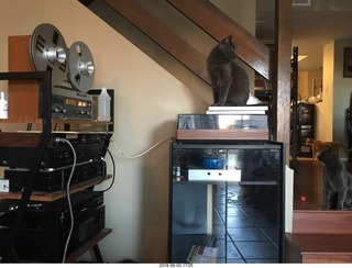 my cats Devin and Jane