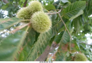 Hillsdale College- tree