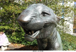 Princeton University - tiger