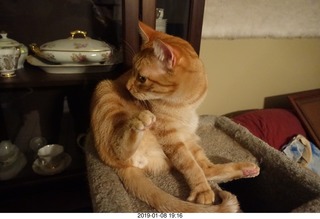 648 a09. my cat Max