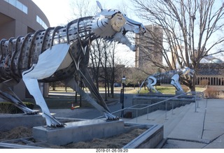 Princeton University - new skeleton tiger