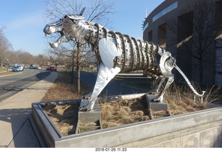 Princeton University - skeleton tiger