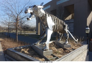 Princeton University - skeleton tiger