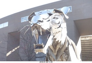 Princeton University - tiger