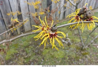 Princeton Alumni Day cool flowers