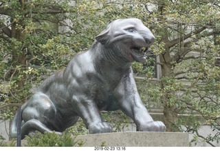 Princeton Alumni Day - tiger