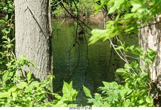 Princeton towpath near Lake Carnegie + duck