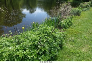Princeton - Institute for Advanced Study (IAS) pond