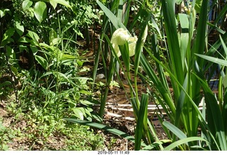 Princeton - Institute for Advanced Study (IAS) pond + toad