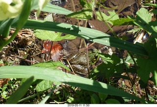 Princeton - Institute for Advanced Study (IAS) founders