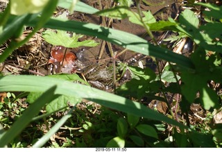 Princeton - Institute for Advanced Study (IAS) pond + toad