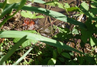 Princeton - Institute for Advanced Study (IAS) pond + toad