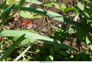 Princeton - Institute for Advanced Study (IAS) + Brian