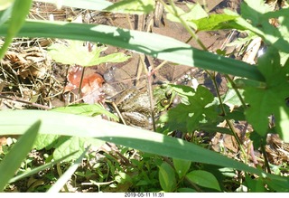 Princeton - Institute for Advanced Study (IAS) pond