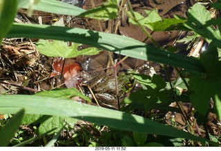 Princeton - Institute for Advanced Study (IAS) pond