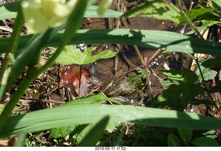 Princeton - Institute for Advanced Study (IAS) pond + toad