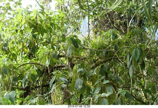 569 a0f. Peru - bus ride down to Aguas Calientes