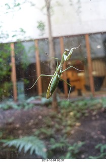 Philadelphia - Barnes Museum - praying mantis