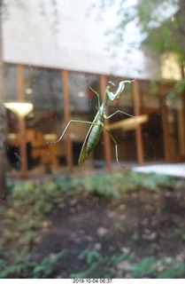 Philadelphia - Barnes Museum - praying mantis