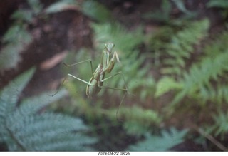 Philadelphia - Barnes Museum - praying mantis