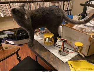 Philip E. Rosenberg calendar + cat